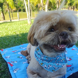 Meu Cão