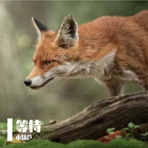 美感