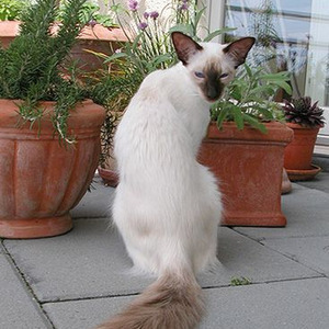 Johnny Cash (sped up)