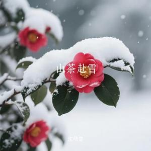 山茶赴雪
