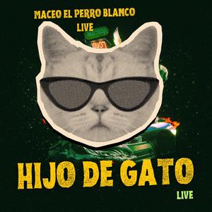hijo de gato