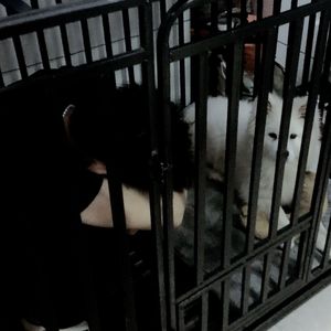 狗笼
