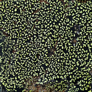 Ascending of a Spotless Bird