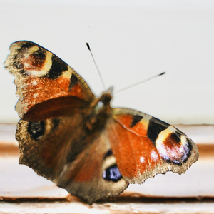 Poem About A True Butterfly