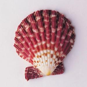 无-$RUYFYQW（哈哈是啥 remix）