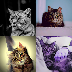 抚慰的压力大的猫回忆