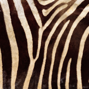 나빗가루 립스틱 Butterfly Powder Lipstick