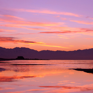 送郎一朵牵牛花朵