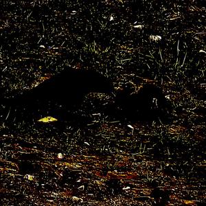 Cruor (Demo)