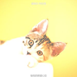 精彩小猫环境