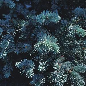 【南以颜喻】两人岛