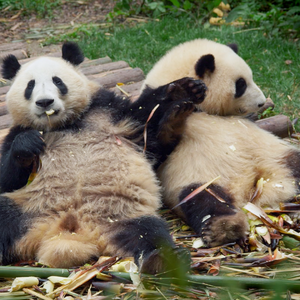 有我在呀 纯享版