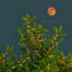 迟月（The late moon）