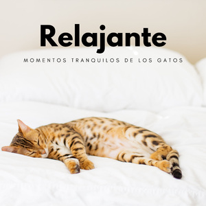 Melodía Ambiental De Descanso Para Elsábado Por La Noche