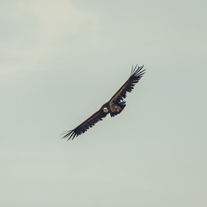 Aigle