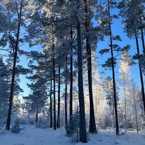 Julmorgon