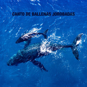 Ballenas Jorobadas y Orcas Cantando