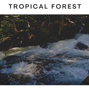 Tropical Forest
