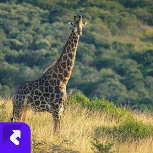 团结力量 (现场)