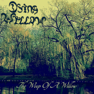 The Weep of a Willow