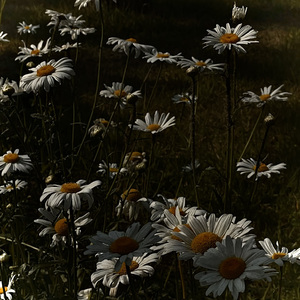 너는꽃은무지개는