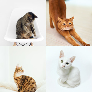 有趣可爱猫咪情怀