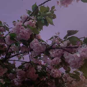 哭砂（Cover 张惠妹）