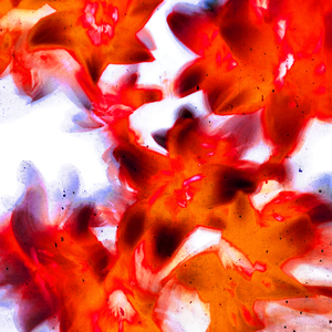 Ember
