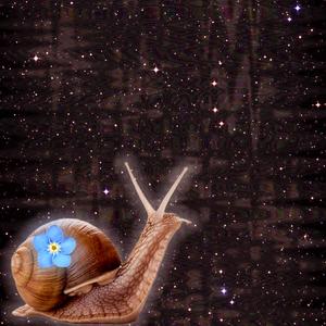 Ślimak Niezapominajka