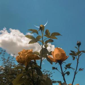 (FREE) 'SUMMER LOVER' pop R&B rap beat