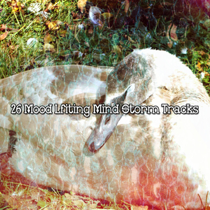 暴风雨前的平静