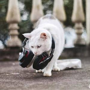 医生核心价值观