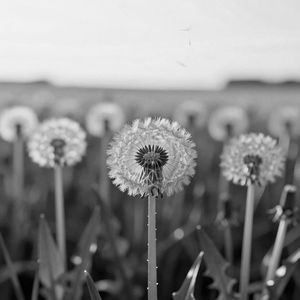 Одуванчики