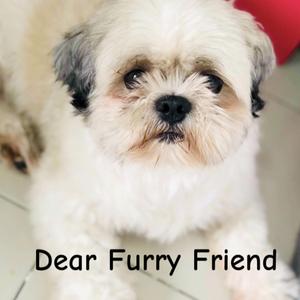 Dear Furry Friend