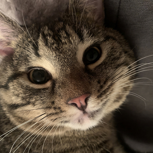 The cat sings a cat song