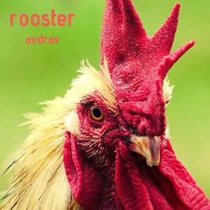 Rooster