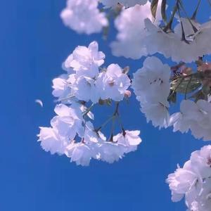 纪念用生命拖起世界的人