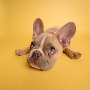 Bingo (feat. Baby Nursery Rhymes)