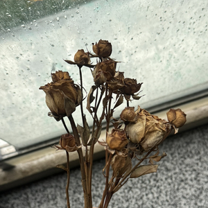 我们的歌（cover）