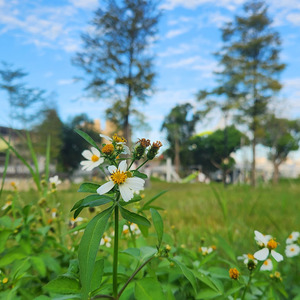 Bidens alba