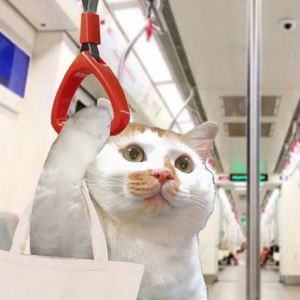 银杏雨滴 伴奏
