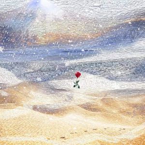 沙漠里的花