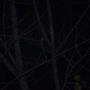 犀牛（翻自 The Verse）