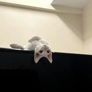 小猫的牙 (降速版)