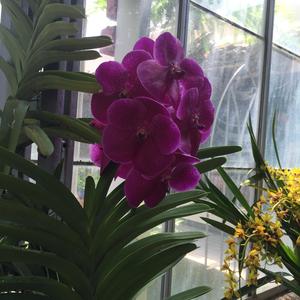 Curtsy (Instrumental) (Instrumental)