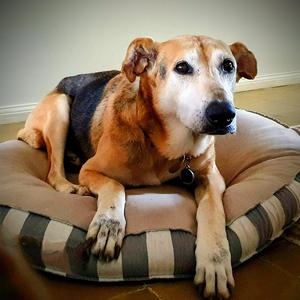 Las prostitutas los prefieren casados