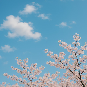 봄하늘은 아름다워