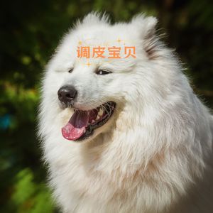 调皮宝贝 (狗狗哄睡)