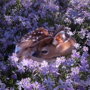 一腔诗意喂了狗