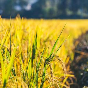 梦回故乡(伴奏)